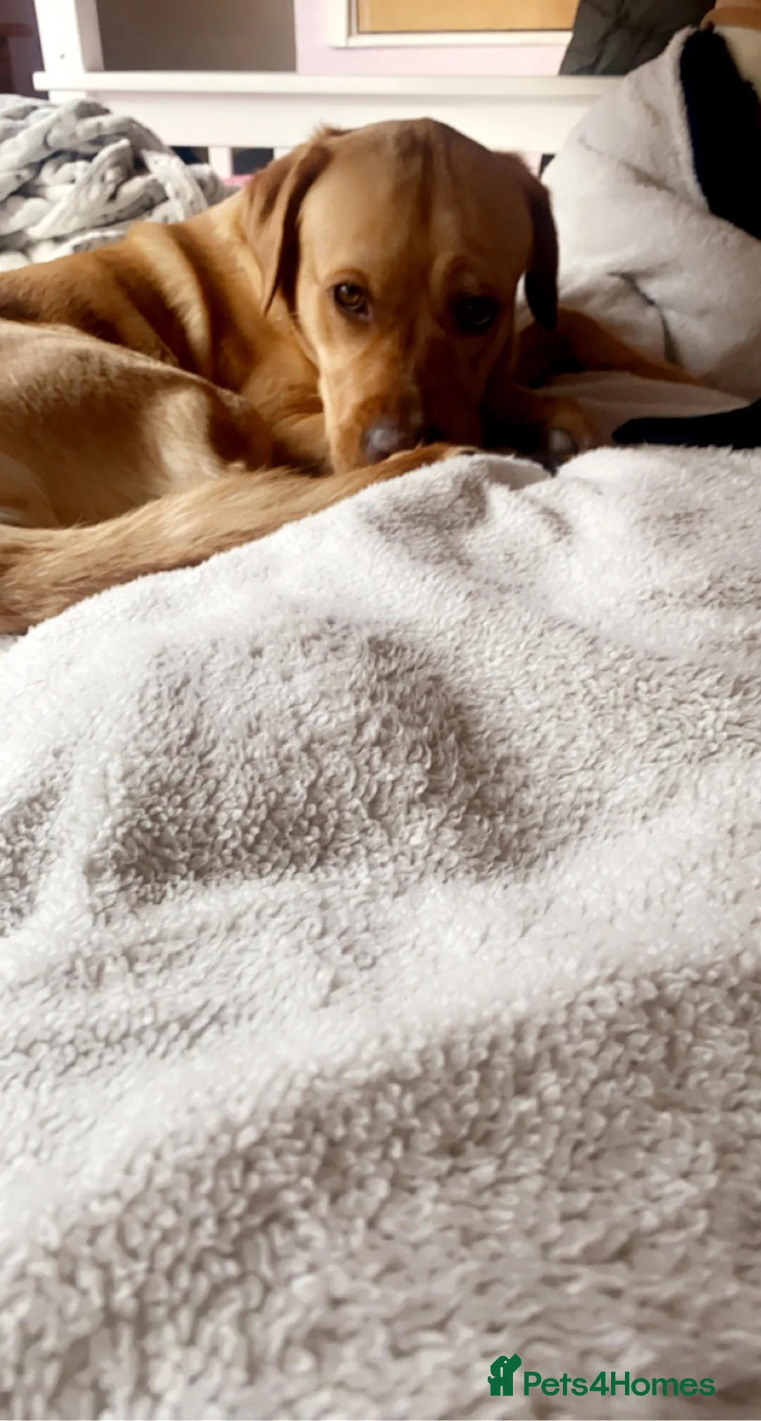 Labrador Retriever dogs for stud: AVAILABLE TO STUD GORGEOUS RED LAB  - Advert 2