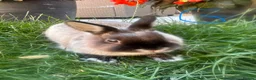 Netherland Dwarf rabbits for sale: Netherland Dwarf Rabbits For Sale - Advert 10