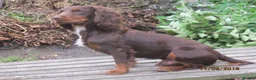 Cocker Spaniel dogs for stud: Liver n Tan working cocker. Clear AMS, PP PRA, FN. - Advert 6