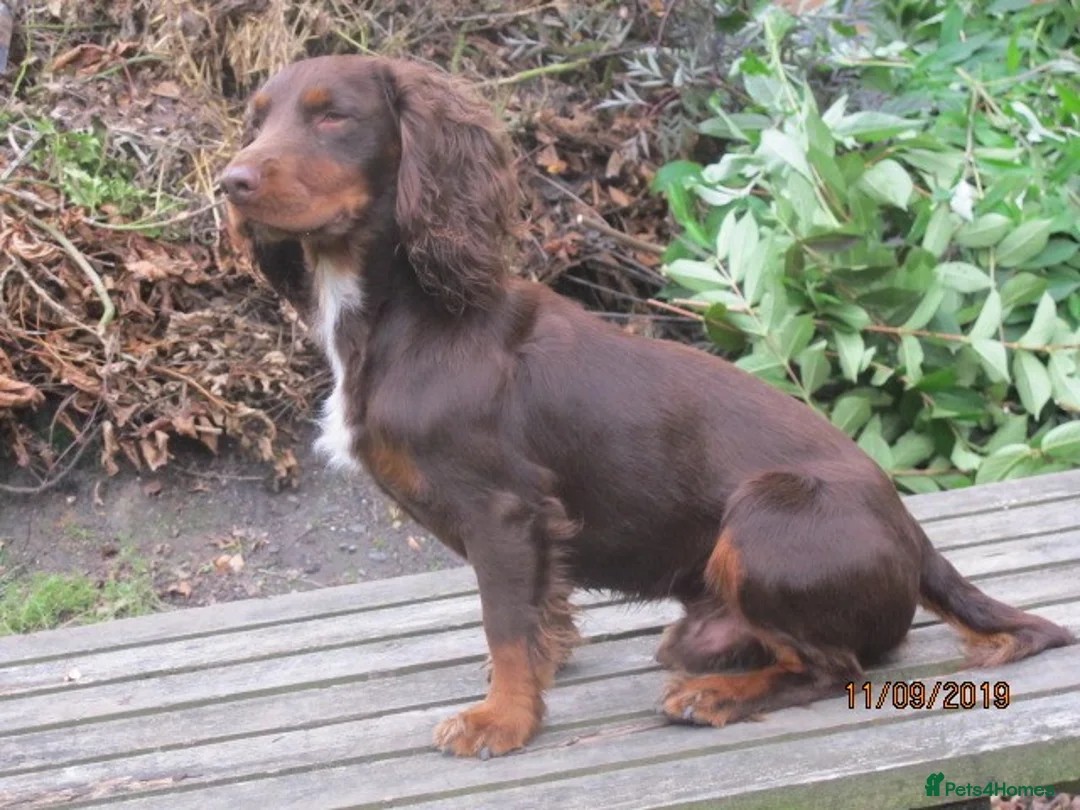 Cocker Spaniel dogs for stud: Liver n Tan working cocker. Clear AMS, PP PRA, FN. - Advert 6