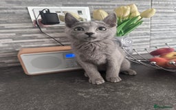 Russian Blue cats for sale: TICA active Russian Blue kittens Ready Now - Image 4