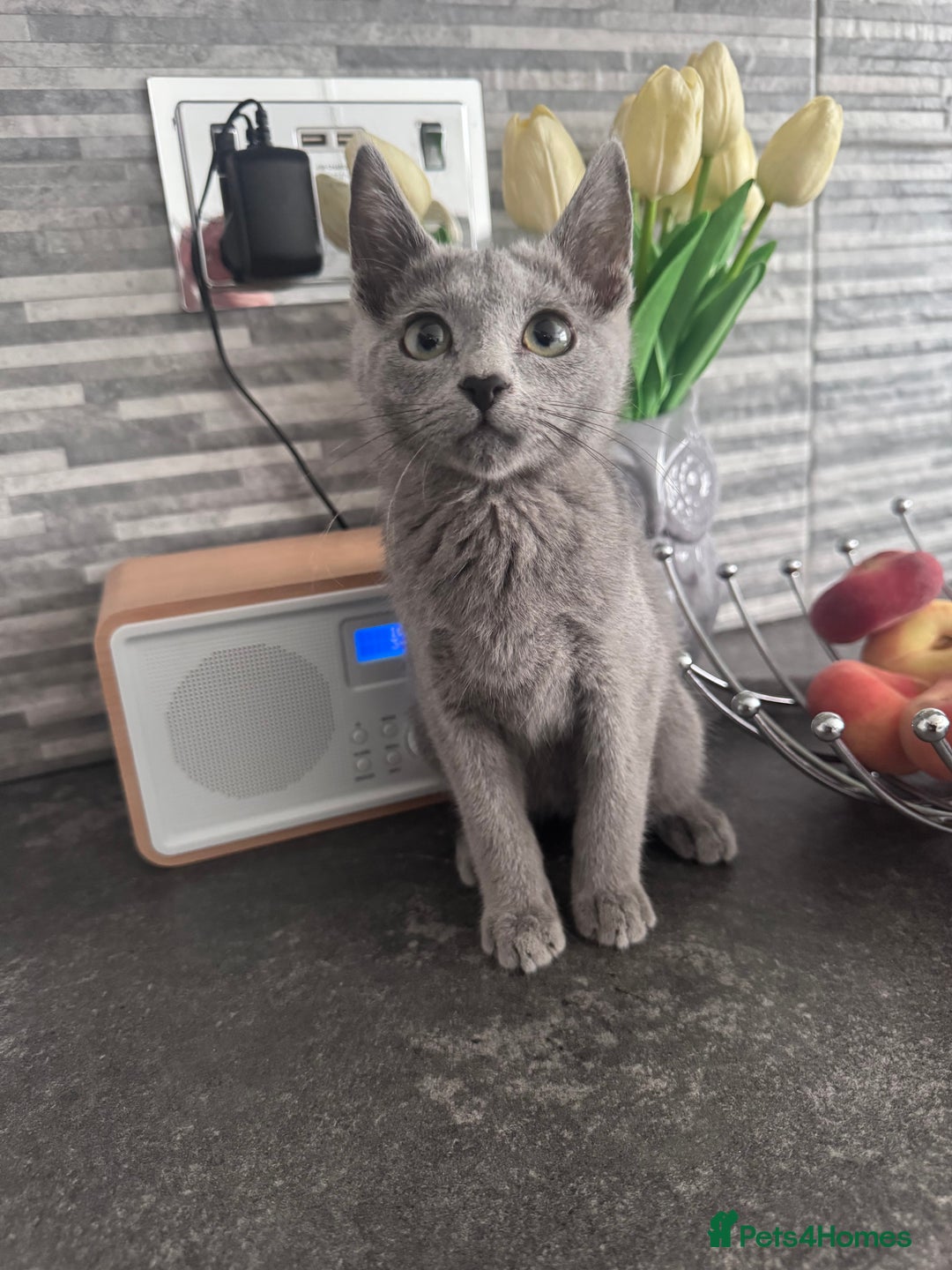 Russian Blue cats for sale: TICA active Russian Blue kittens Ready Now - Image 4