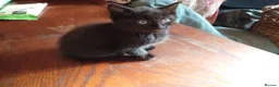 Mixed Breed cats for sale: 5 black kittens - Advert 3