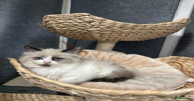Siberian cats - Advert 6