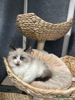Siberian cats - Advert 7