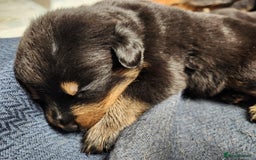 Rottweiler dogs for sale: Pedigree Rottweiler pups - Image 10