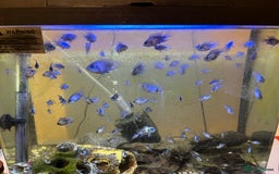 Cichlids fish for sale: Electric blue acaras  - Image 2