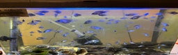 Cichlids fish for sale: Electric blue acaras  - Advert 2
