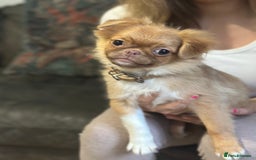 Mixed Breed dogs for sale: pug x Russian pom girl  - Image 2