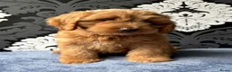 Cockapoo dogs for sale: F1 cockapoo puppies ready now  - Advert 4