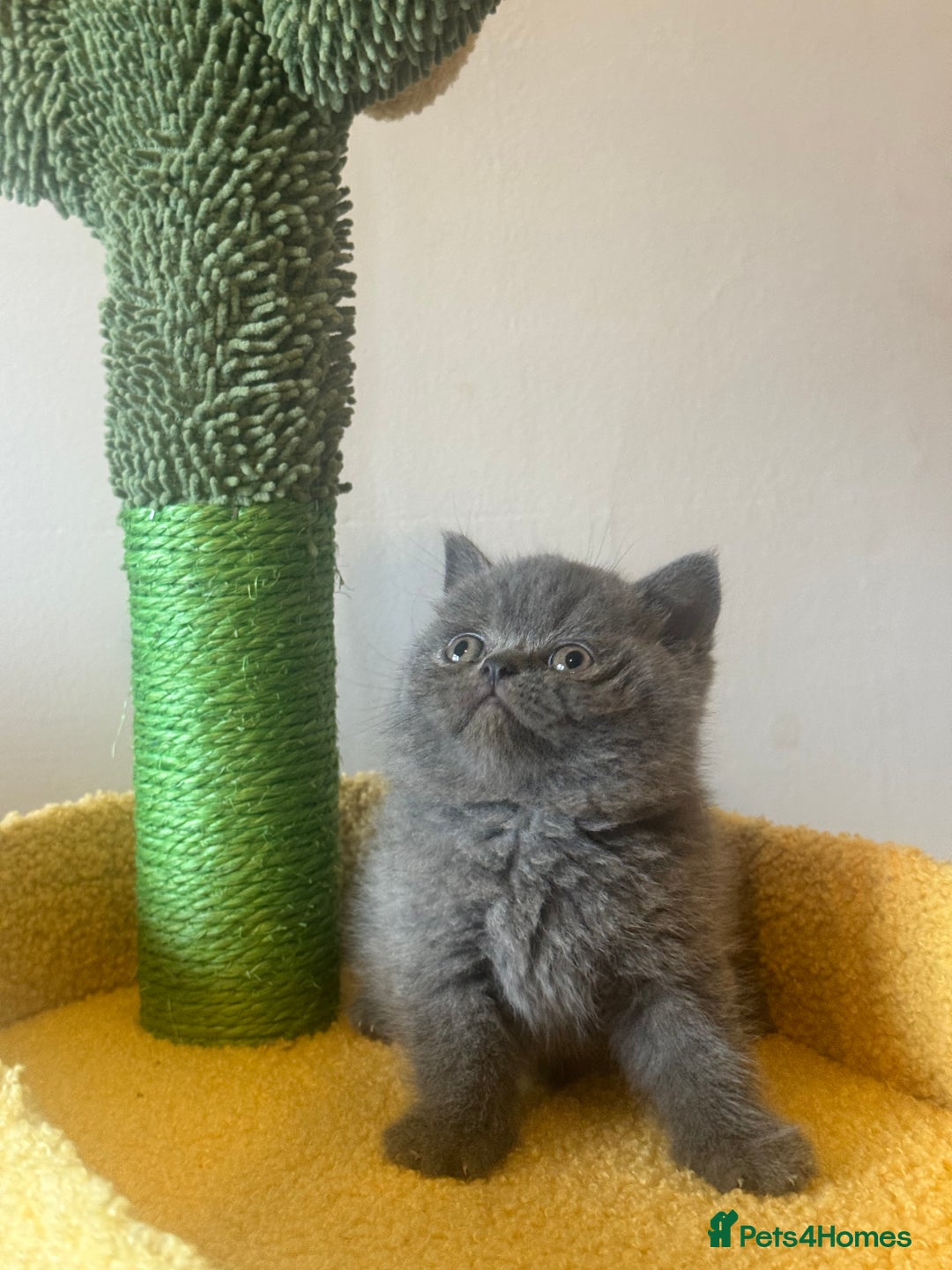British Shorthair cats for sale: Blue British shorthair 🏆🏆🏆💙💙💙 - Advert 4