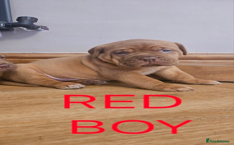 Dogue De Bordeaux dogs - Advert 1