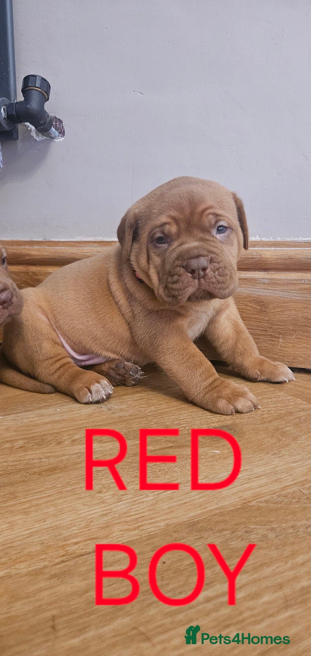 French Bordeaux Dog Cane Dogue Dogue De Bordeaux Puppies For Sale