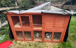 Mini Lop rabbits for sale: male rabbit  - Image 1