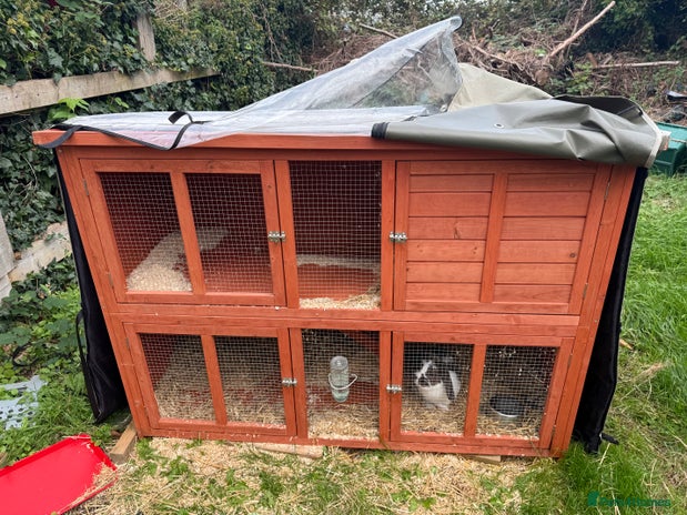 Mini Lop rabbits - Advert 14