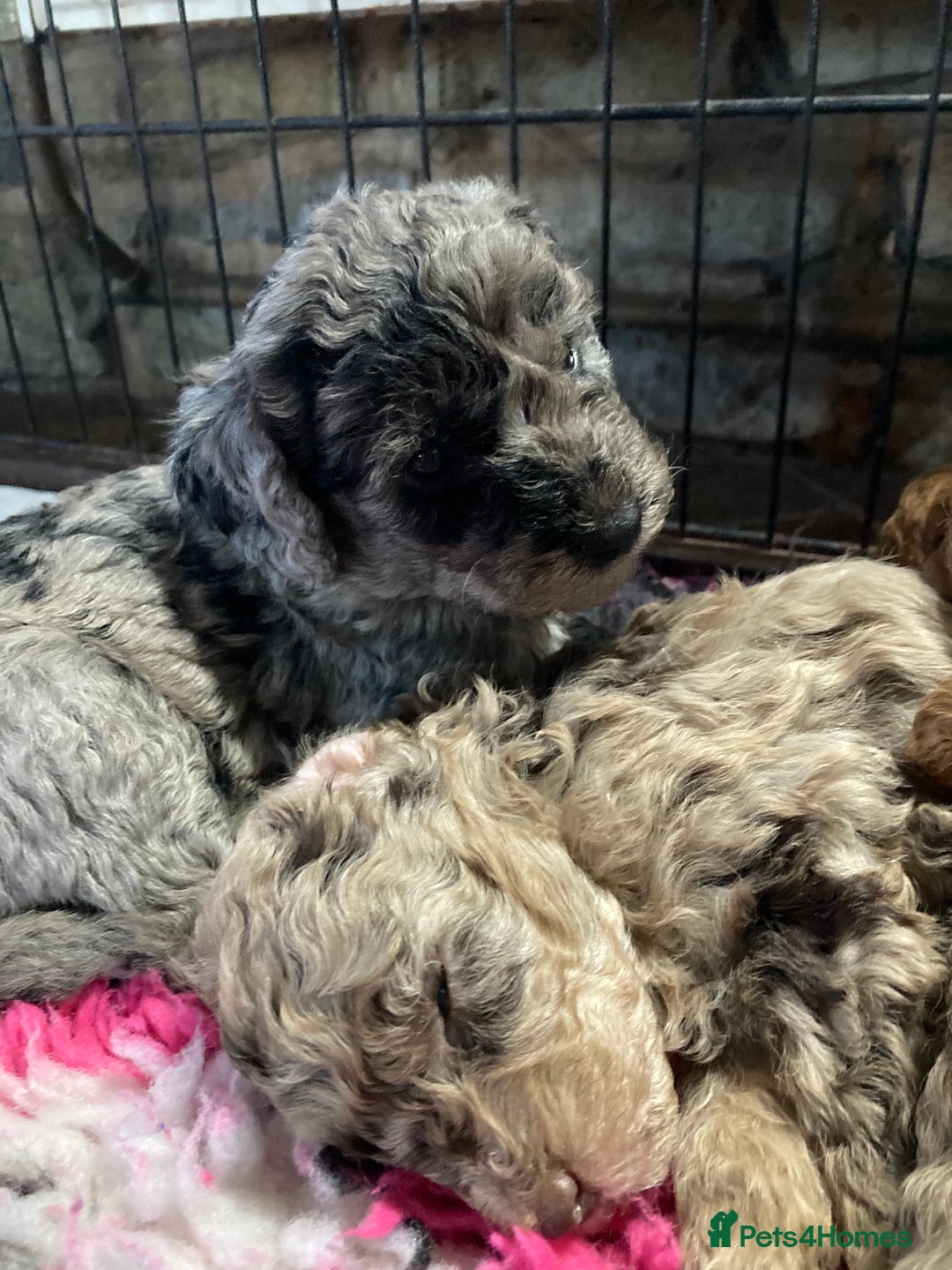 Bordoodle dogs for sale:  Beautiful Bordoodle Puppies inc Merle/Apricot - Advert 28