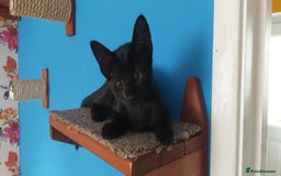 Savannah cats for sale: Playful Savannah F5 Mix Kittens for Loving Homes - Image 29