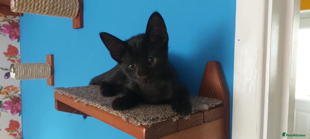 Savannah cats for sale: Playful Savannah F5 Mix Kittens for Loving Homes - Image 29