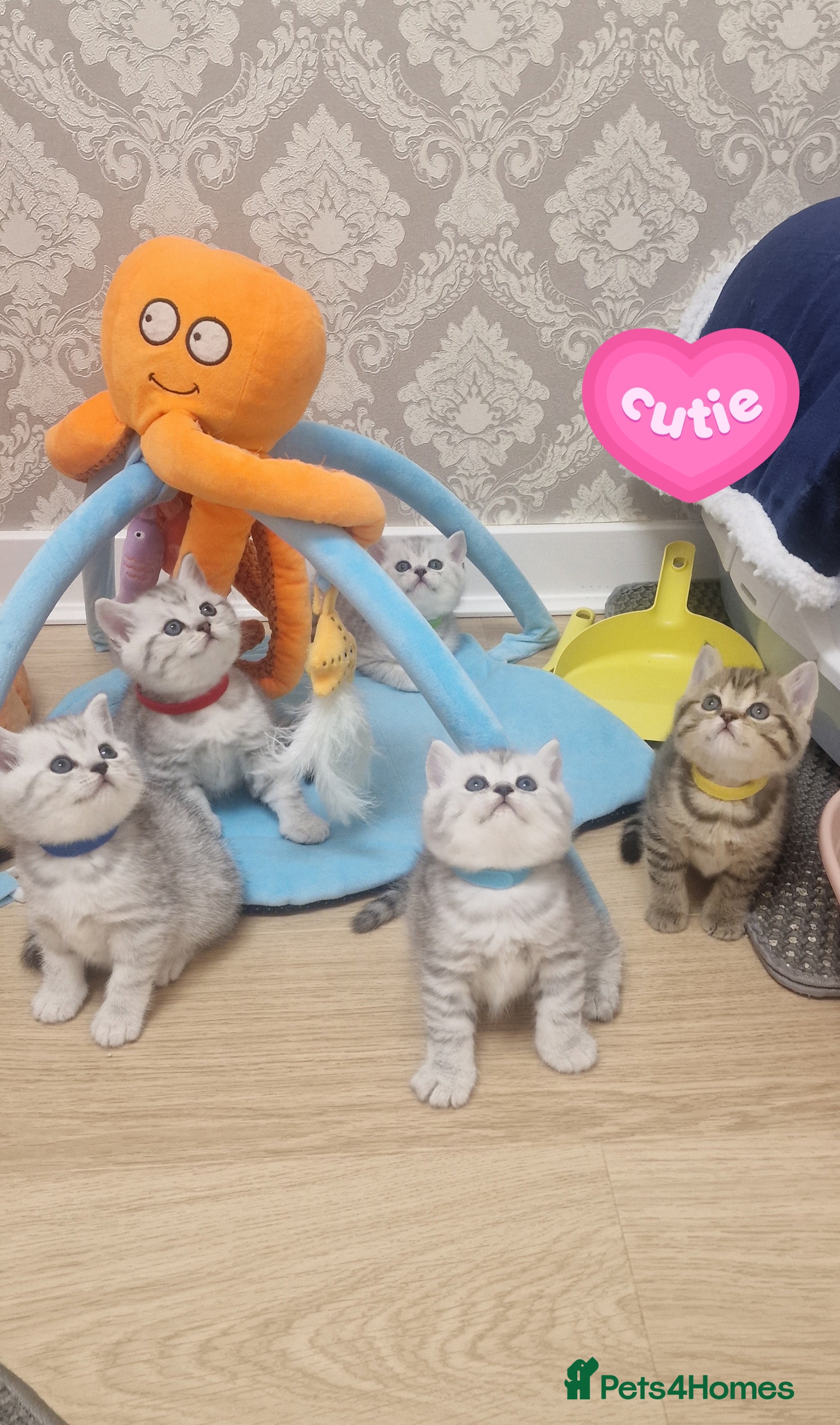 British Shorthair cats 🌟Amasing British Shorthair Kittens 🌟 - Advert 2