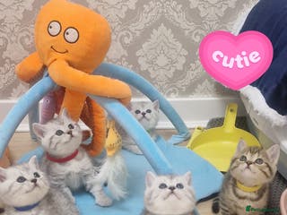 British Shorthair cats 🌟Amasing British Shorthair Kittens 🌟 - Advert 2
