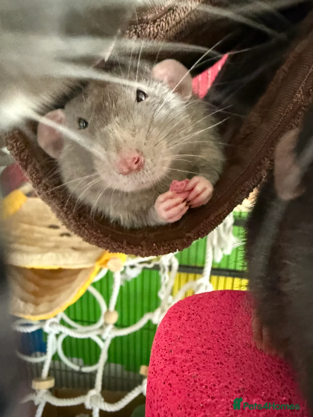 Rat rodents for sale: Male rats for rehoming - Advert 17