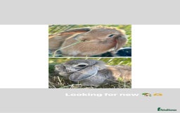French Lop rabbits for sale: Two female lops (mother & daughter)  - Image 1
