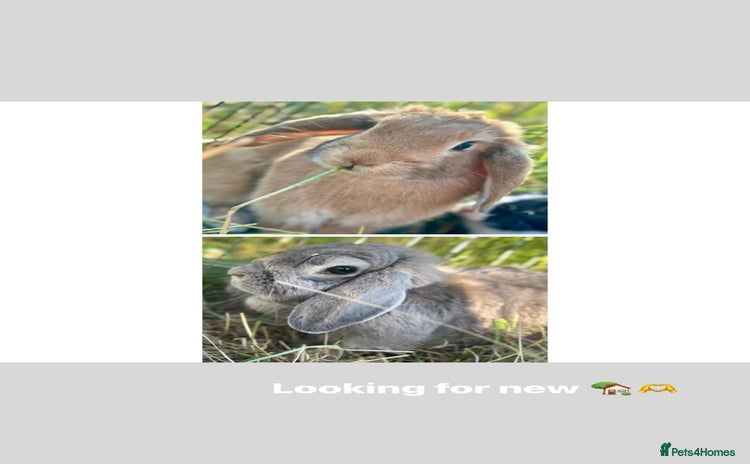 French Lop rabbits - Advert 5