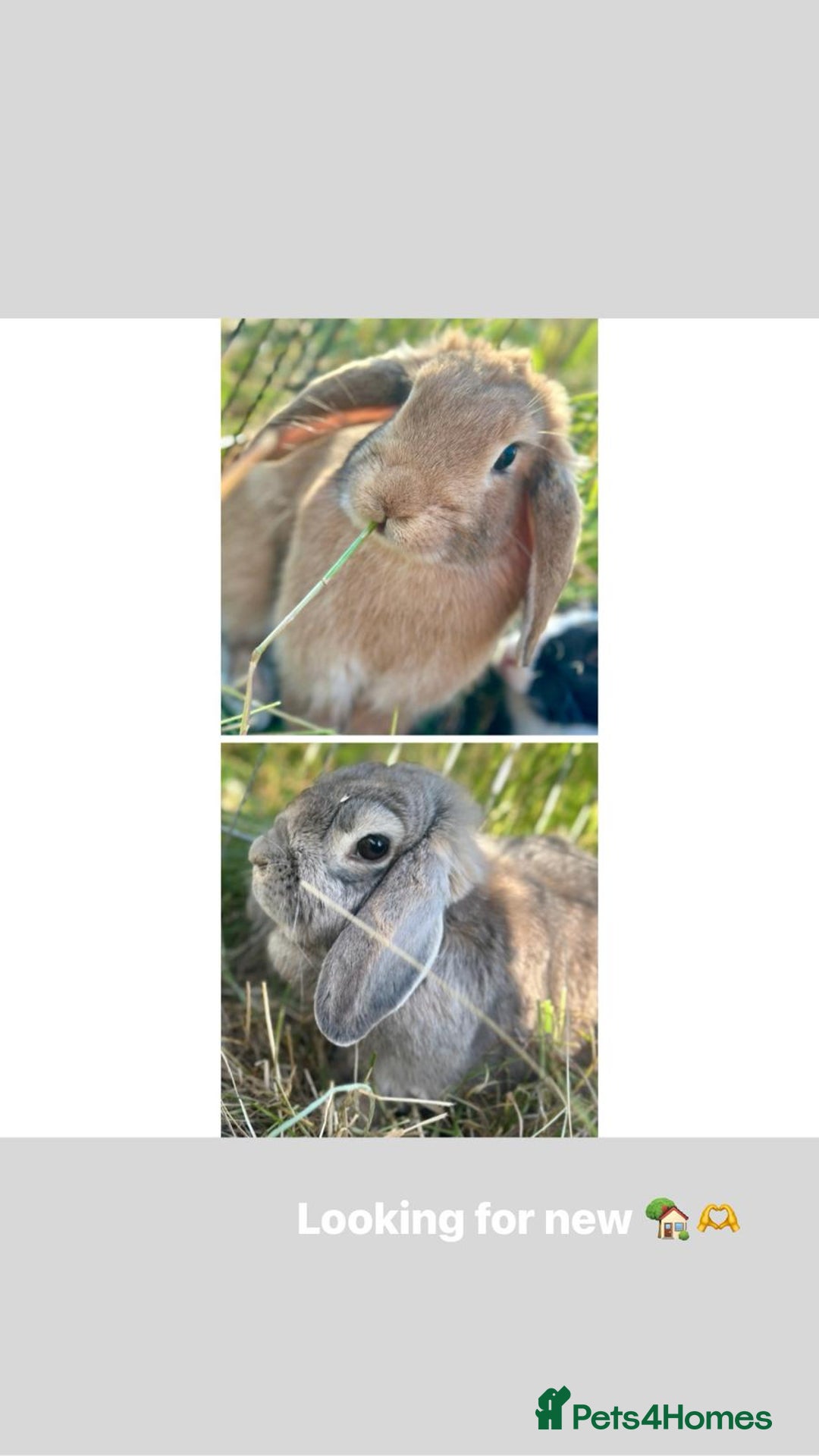 French Lop rabbits for sale: Two female lops (mother & daughter)  - Image 1