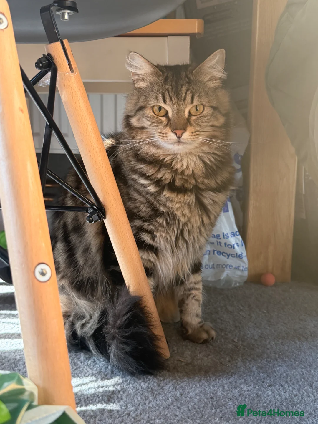 Mixed Breed cats for sale: Arthur looking for a forever home 💙 - Advert 2