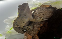 Gecko reptiles for sale: Geckos for sale.  - Image 9