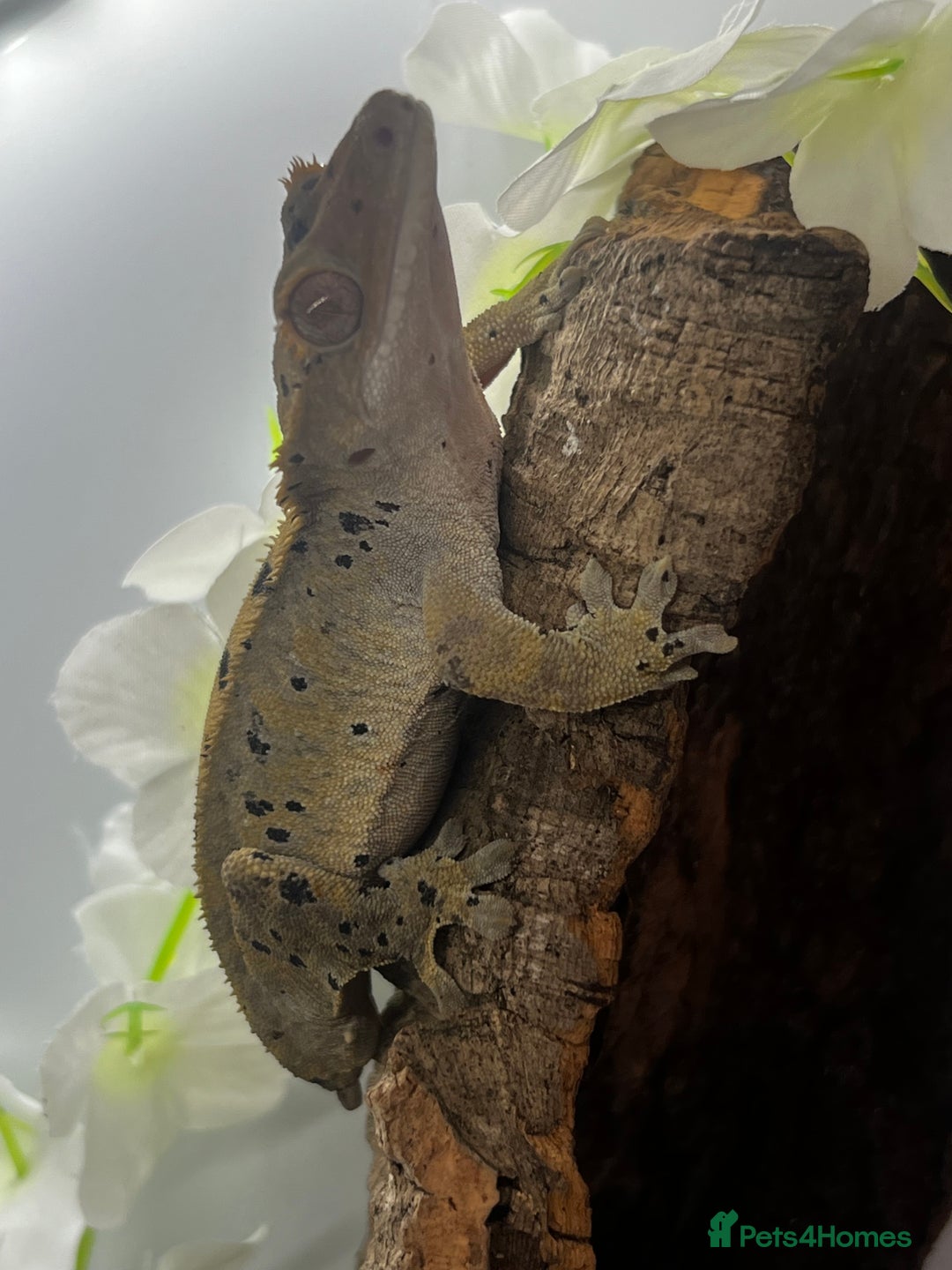 Gecko reptiles for sale: Geckos for sale.  - Image 9