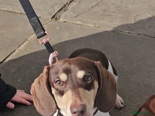 Miniature Dachshund dogs in Blackburn - Advert 3