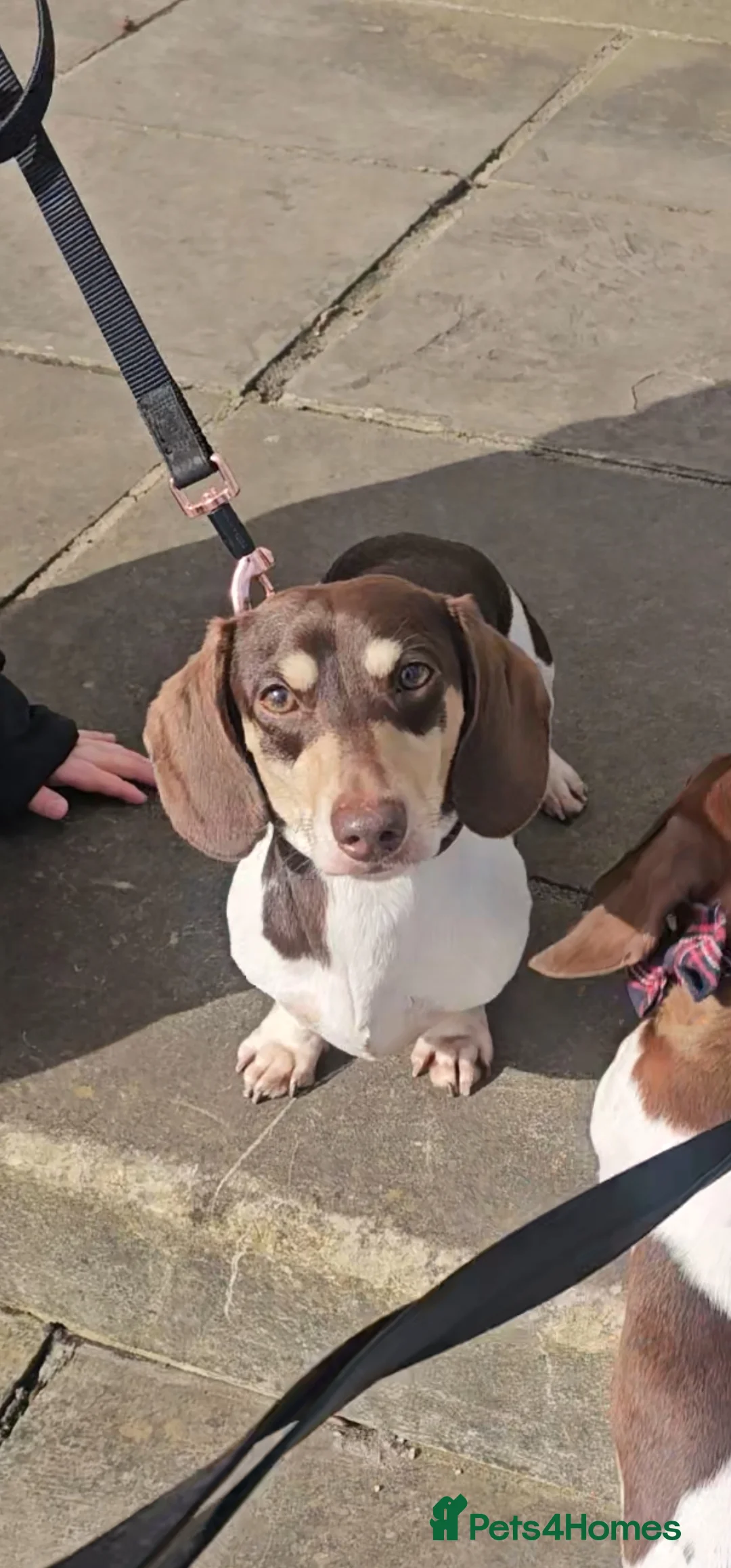 Miniature Dachshund dogs for stud: Piebald miniature Dachshund kc registered  in Blackburn - Advert 3
