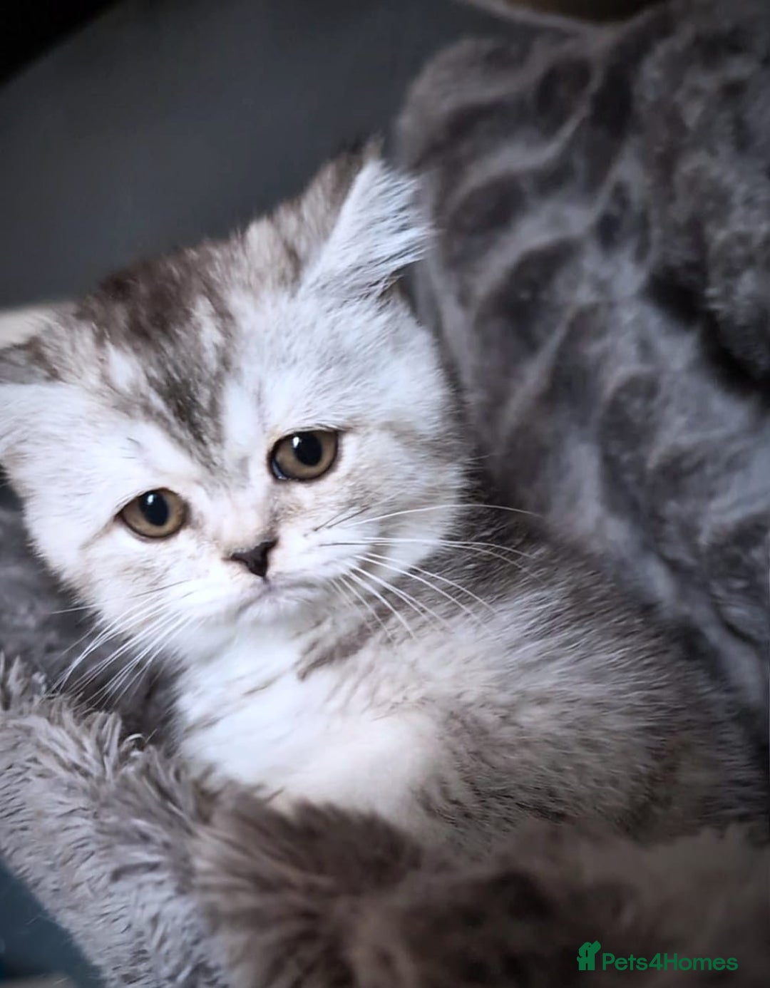 Scottish Fold cats for sale: 💙🩷LAST 2 SCOTTISH KITTENS ✅️TICA reg - Image 10
