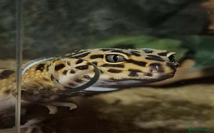 Leopard Gecko reptiles - Advert 2