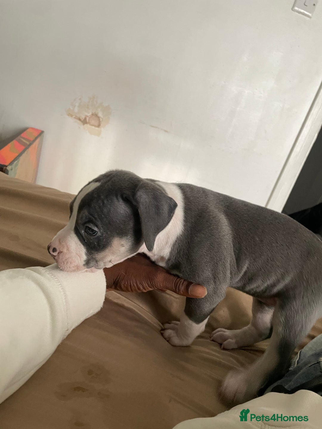 American Bully dogs for sale: Beautiful American bully puppies for sale - Image 12