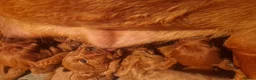 Labradoodle dogs for sale: DARK FOX RED LABRADOODLES in Alnwick - Advert 3