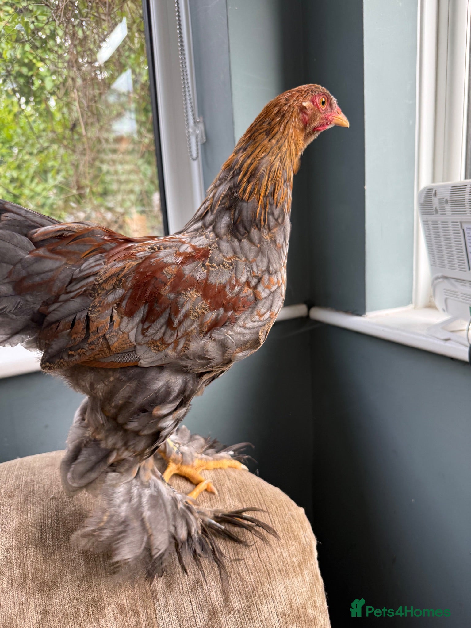 Chickens poultry Lavender partridge Bantam Brahma & pekin cockerels - Advert 1