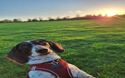 Miniature Dachshund dogs for sale: Miniature Dachsund  - Advert 7