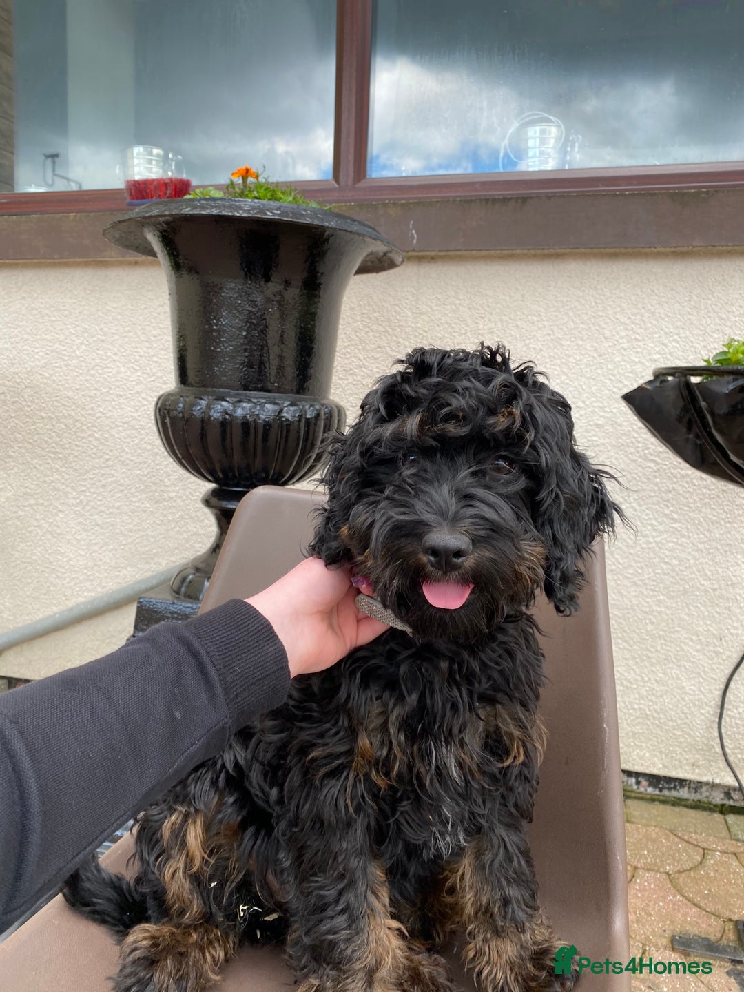 Cockapoo dogs for sale: ‼️6 gorgeous cockapoo pups ready to leave now‼️ - Image 15