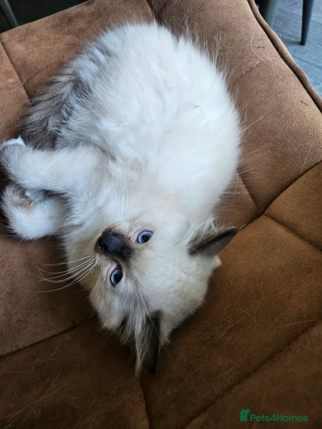 Ragdoll cats for sale: 2 beautiful, playful ragdoll kittens for sale - Image 13