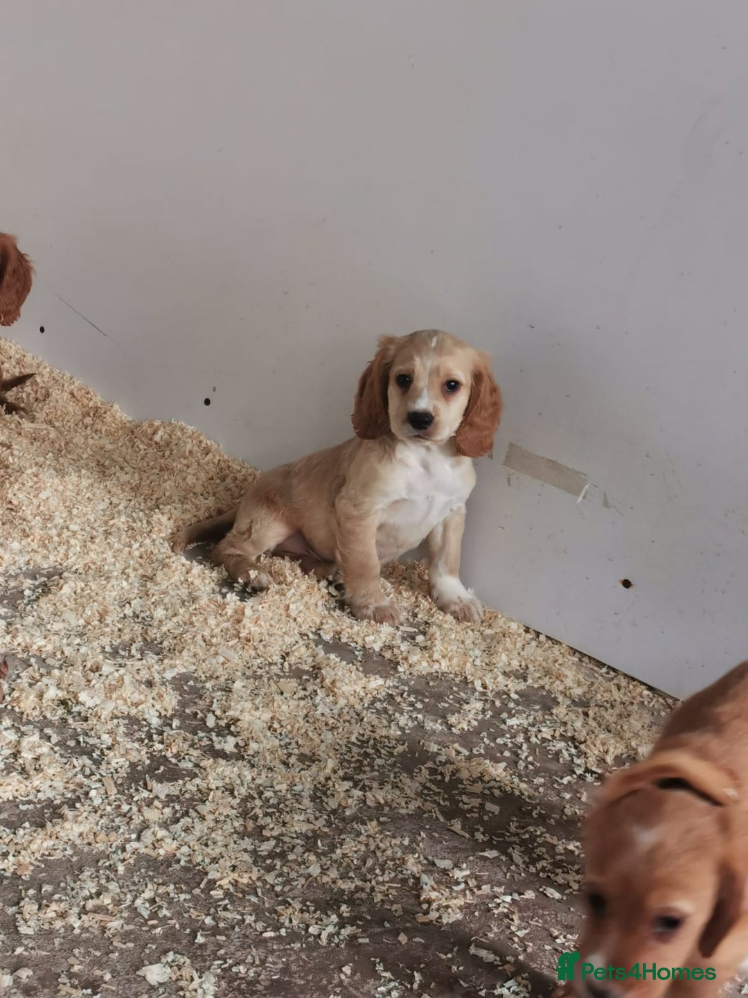 Cocker Spaniel dogs for sale: Fully vaccinated, Working type kc cocker spaniels - Image 15