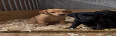 Labrador Retriever 8