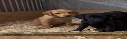 Labrador Retriever dogs for sale: Working Labrador Puppies - Advert 7