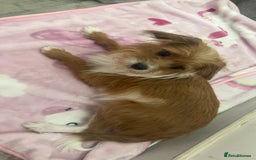 Jackapoo dogs for sale: Cavapoo x jack Russell puppies  - Image 14