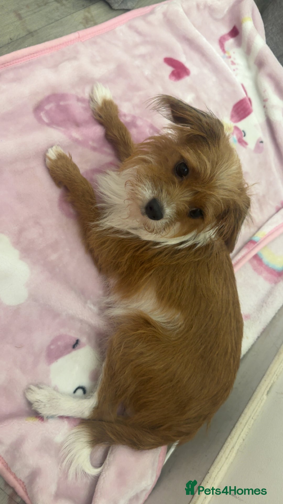 Jackapoo dogs for sale: Cavapoo x jack Russell puppies  - Image 14