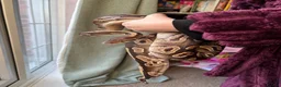 Python Snake reptiles for sale: Female Mojave Royal Python in Sittingbourne - Advert 26
