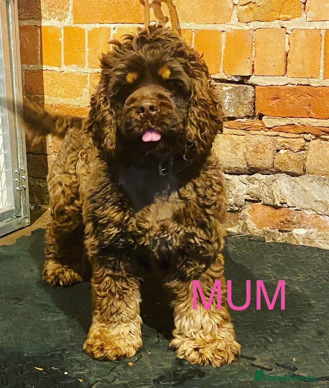 Cockapoo dogs for sale: Lovely American Cockapoo Pups Chocolates & Merles  - Advert 20