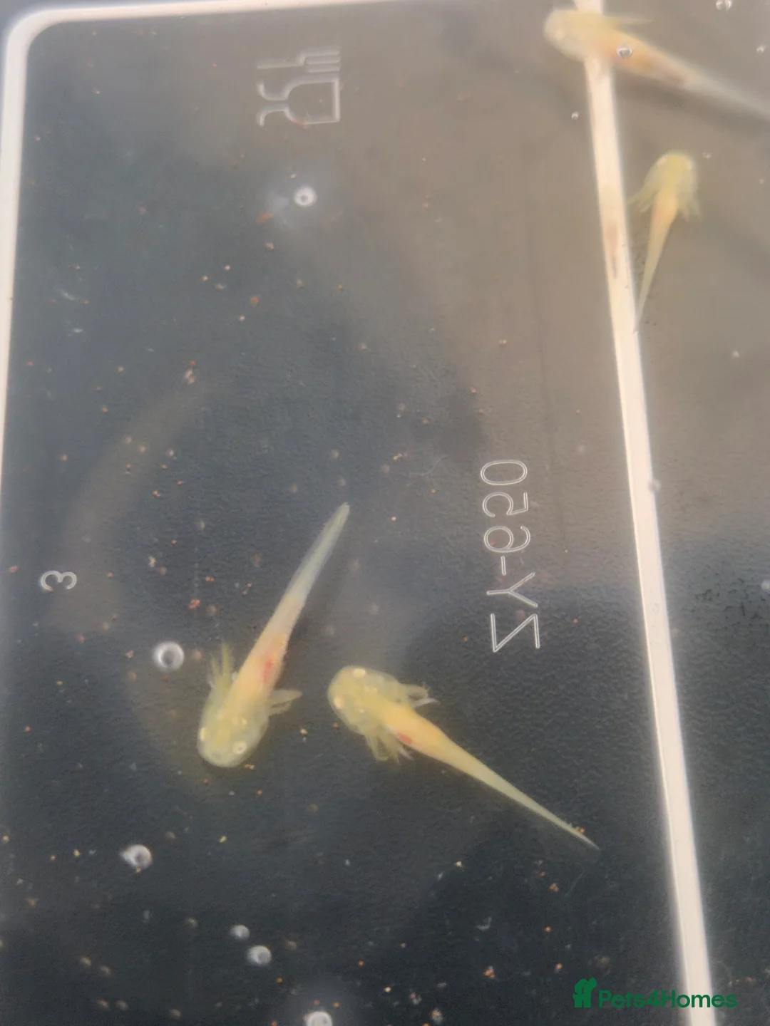 Other/Mixed Breed fish for sale: Baby Axolotls in Spalding - Advert 2