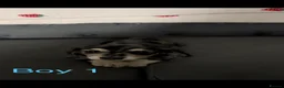 Miniature Dachshund dogs for sale: Long haired miniature dachshund puppies  - Advert 8
